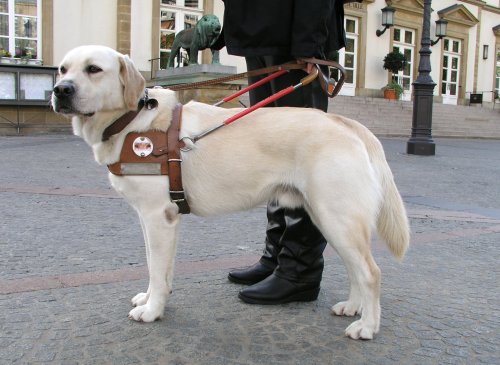 Mein Blindenf&uuml;hrhund Urak, im Hintergrund die Treppe mit L&ouml;we des Rathauses der Stadt Luxemburg